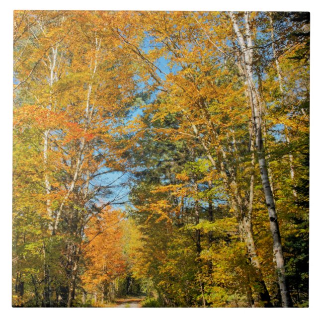 Rural Road Autumn Colours New Hampshire Tile (Front)