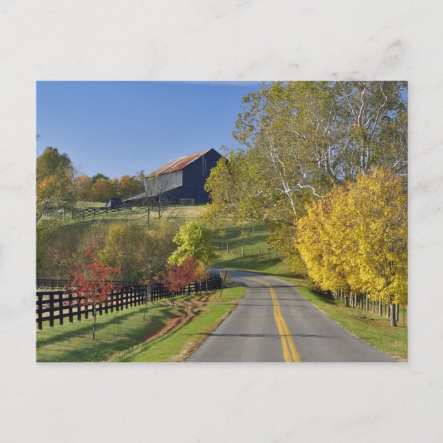 Rural road through Bluegrass region of Kentucky Postcard (Front)