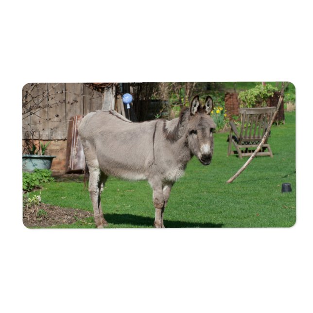 Rural Still Life With Donkey (Front)