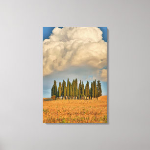 Rural Tuscany Cypress Trees Canvas Print