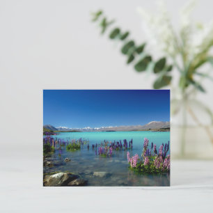 Russell Lupins in Lake Tekapo, New Zealand Postcard