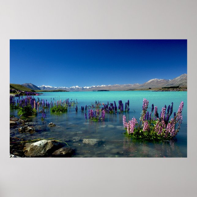 Russell Lupins in Lake Tekapo, New Zealand Poster (Front)