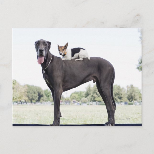 Russell terrier on great dane's back postcard (Front)