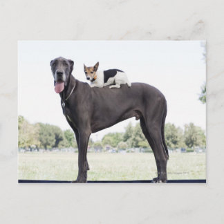 Russell terrier on great dane's back postcard