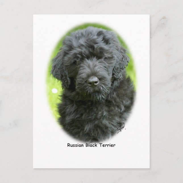 Russian Black Terrier Postcard (Front)