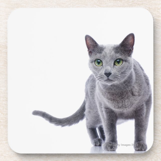 Russian Blue Cat Coaster (Front)