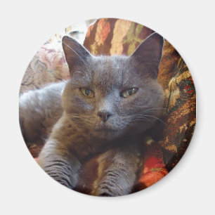 Russian Blue Cat Magnet