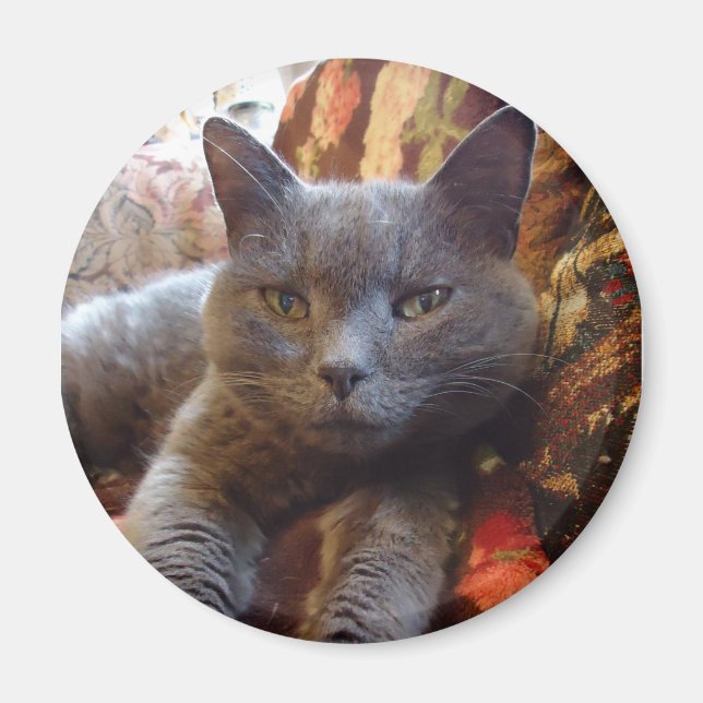 Russian Blue Cat Magnet (Front)