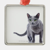 Russian Blue Cat
