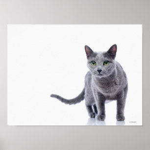 Russian Blue Cat Poster
