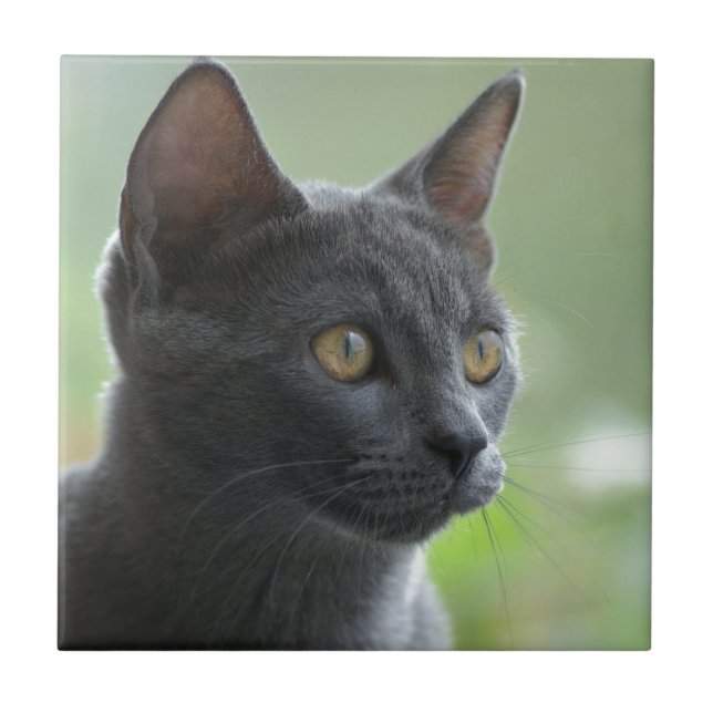 Russian Blue Cat Tile (Front)