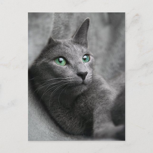 Russian-blue-cat-with green eyes postcard (Front)