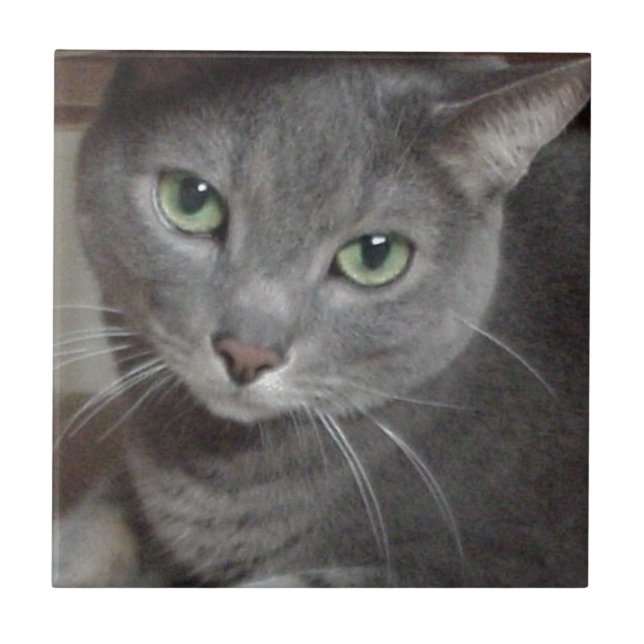 Russian Blue Grey Cat Tile (Front)