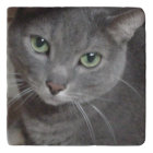 Russian Blue Grey Cat
