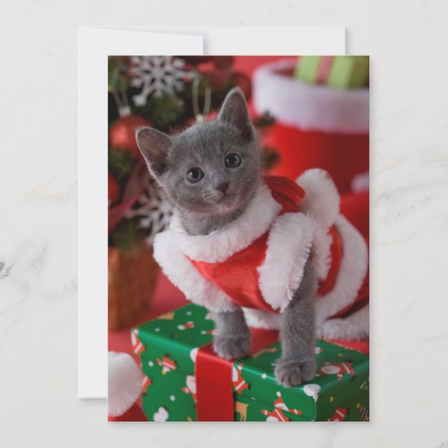 Russian Blue Kitten and Christmas 2 Holiday Card (Front)