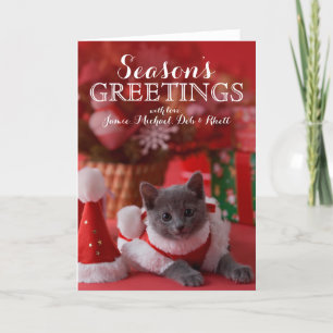 Russian Blue Kitten and Christmas Holiday Card