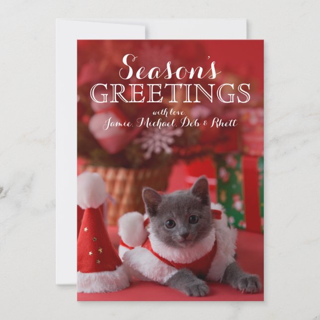 Russian Blue Kitten and Christmas Holiday Card (Front)