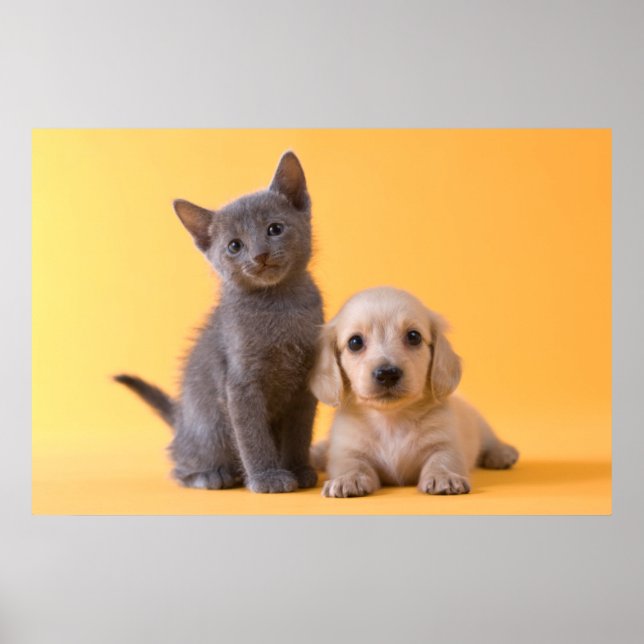 Russian Blue Kitten And Dachshund Puppy Poster (Front)