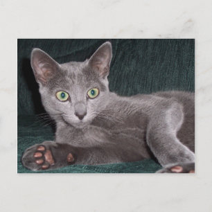Russian Blue Kitten Postcard