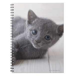 Russian Blue Kitten Spiral Notebook