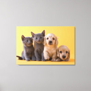 Russian Blue Kittens And Dachshund Puppies Canvas Print