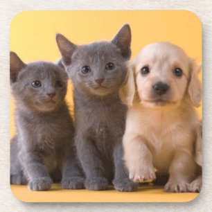 Russian Blue Kittens And Dachshund Puppies Coaster
