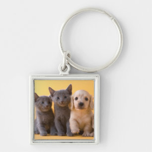 Russian Blue Kittens And Dachshund Puppies Key Ring