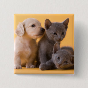 Russian Blue Kittens & Dachshund Puppies 15 Cm Square Badge