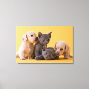 Russian Blue Kittens & Dachshund Puppies Canvas Print