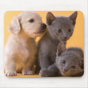 Russian Blue Kittens & Dachshund Puppies Mouse Pad