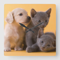 Russian Blue Kittens & Dachshund Puppies