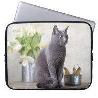 Russian Blue