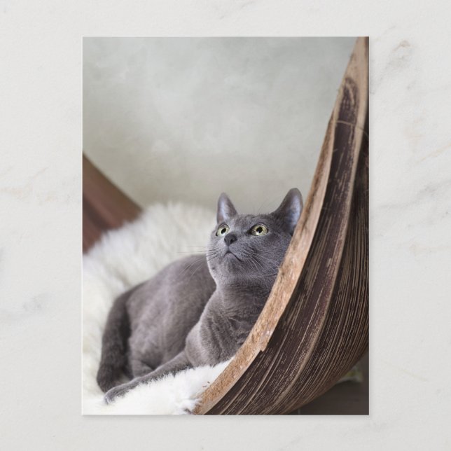 Russian Blue Postcard (Front)