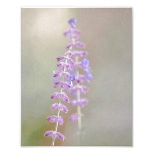 Russian Sage Photography Print