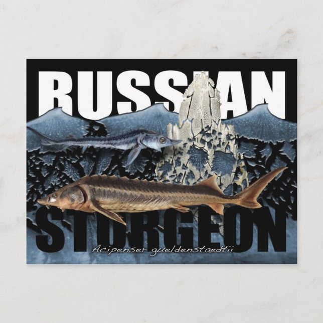 Russian Sturgeon Postcard (Front)