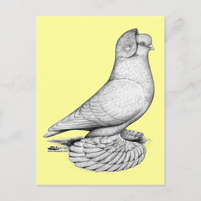 Russian Tumbler Pigeon Postcard (Front)