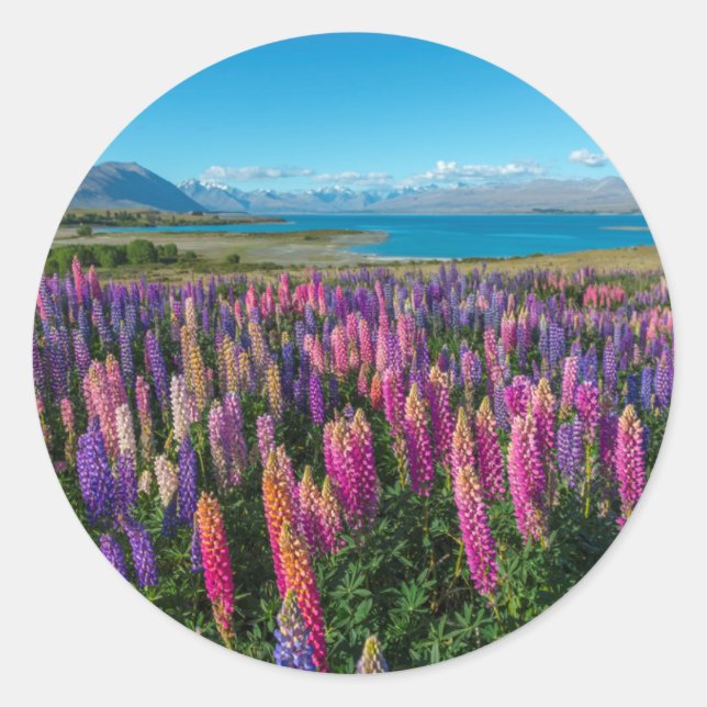 Russle Lupines at Lake Tekapo | New Zealand Classic Round Sticker (Front)