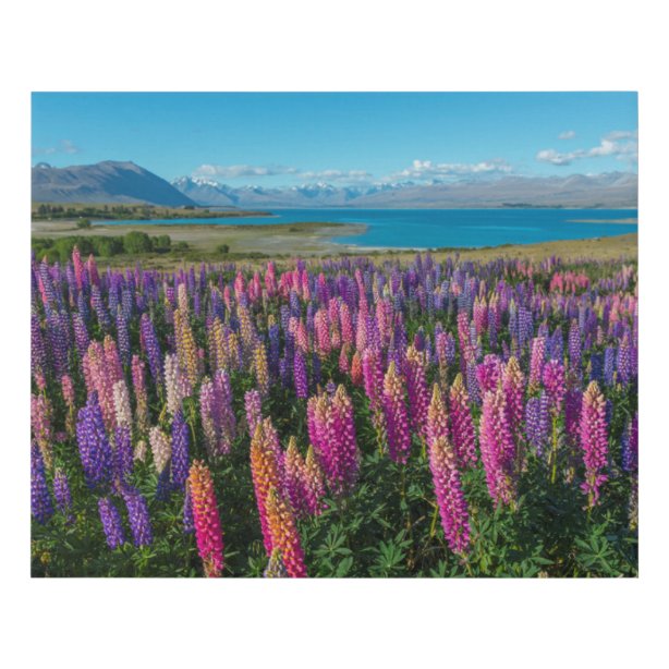 Lake Tekapo Gifts on Zazzle NZ