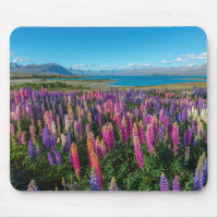 Russle Lupines at Lake Tekapo | New Zealand