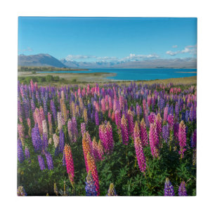 Russle Lupines at Lake Tekapo   New Zealand Tile