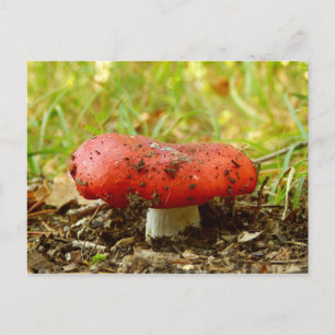 Russula Emetica Postcard