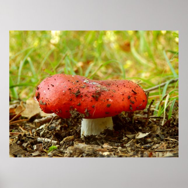 Russula Emetica Poster (Front)