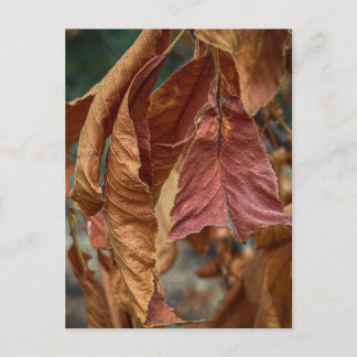 Rust Leaves Postcard
