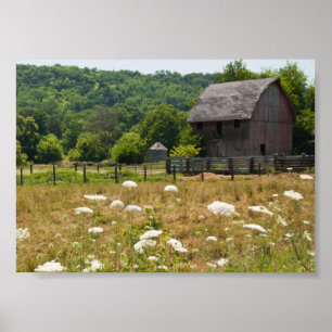 Rustic Barn and Queen Anne's Lace Poster