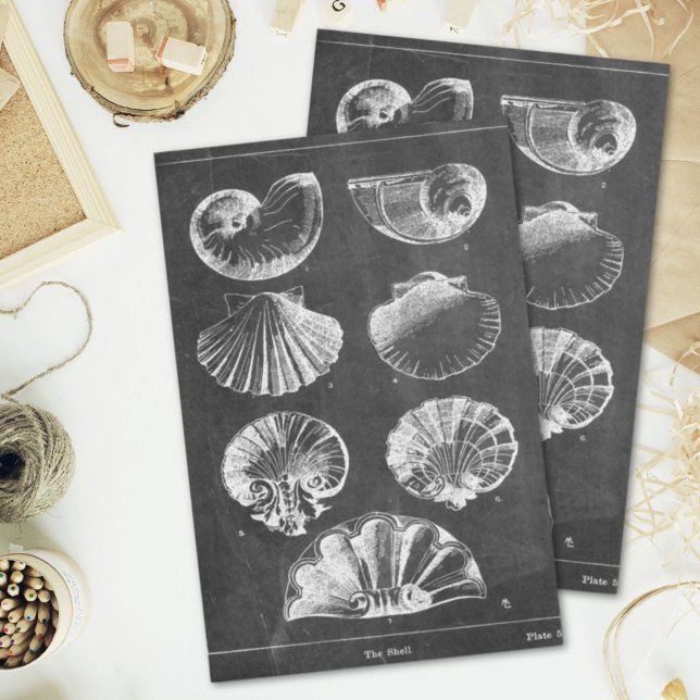 Rustic beach french country chalkboard seashells tissue paper (Rustic beach french country chalkboard seashells tissue paper)
