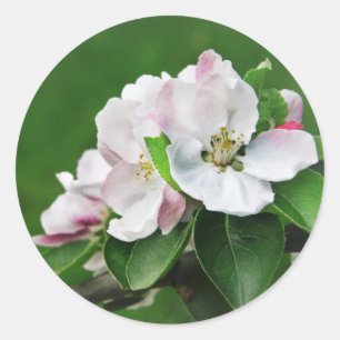 Rustic Blooming Apple Tree Spring Stickers