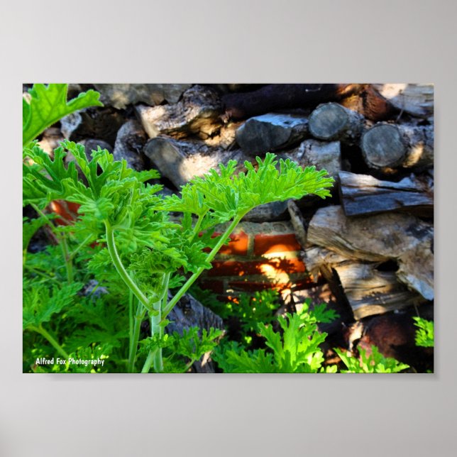 Rustic Citronella Leaf Poster (Front)