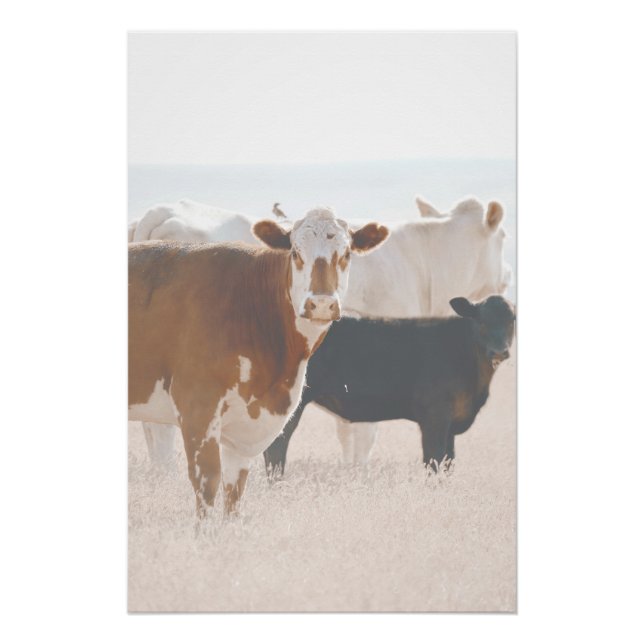 Rustic Country Cows In Field Poster (Front)