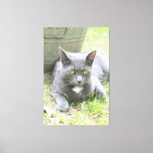 Rustic Design Grey Cat Canvas Print