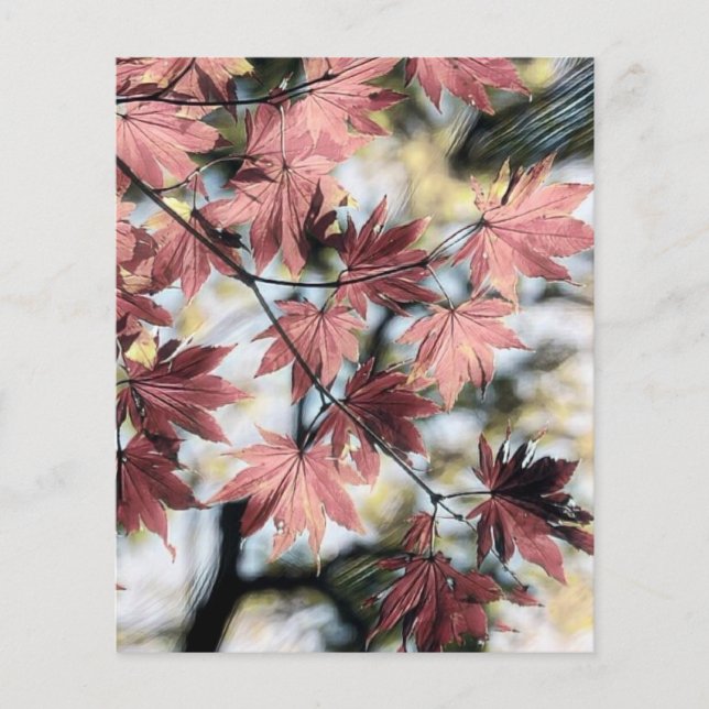 Rustic fall maple leaves rusty red pink brown (Front)